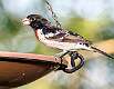 229: Grosbeak - Rose-breasted-1