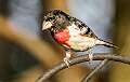 230: Grosbeak - Rose-breasted-2