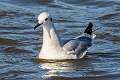 231: Gull - Bonapartes-1