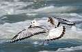232: Gull - Bonapartes-2