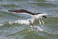 233: Gull - Great Black-backed M1