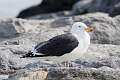 235: Gull - Great Black-backed M3