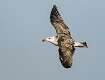 236: Gull - Great Black-backed-1