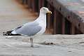 237: Gull - Herring M1