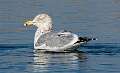 238: Gull - Herring-1