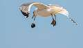 239: Gull - Herring-2