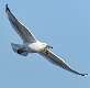 240: Gull - Herring-3