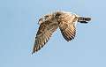 241: Gull - Herring-4