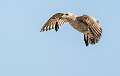 242: Gull - Herring-5