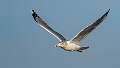 243: Gull - Herring-6