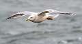 340: Gull - Herring-7