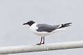 244: Gull - Laughing M1