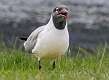 245: Gull - Laughing-1