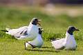 246: Gull - Laughing-2