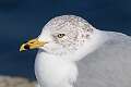 247: Gull - Ring-billed M1