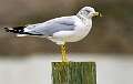248: Gull - Ring-billed-1