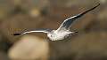 249: Gull - Ring-billed-2