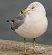 250: Gull - Ring-billed-3
