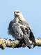 252: Hawk - Mississippi Kite-1