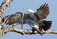 253: Hawk - Mississippi Kite-2