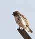 254: Hawk - Northern Harrier M1