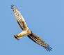 255: Hawk - Northern Harrier-1