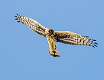 256: Hawk - Northern Harrier-2