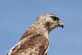 260: Hawk - Red-Tailed M2