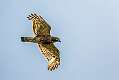 258: Hawk - Red-shoulder-1