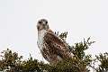 259: Hawk - Red-tailed M1