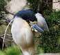 262: Heron - Black-Crowned Night M1