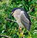 263: Heron - Black-crowned Night M2
