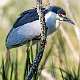 264: Heron - Black-crowned Night-1
