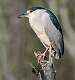 265: Heron - Black-crowned Night-2