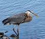 268: Heron - Great Blue M2