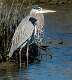 269: Heron - Great Blue-1