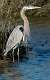 271: Heron - Great Blue-3