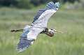 272: Heron - Great Blue