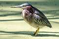 277: Heron - Green-1