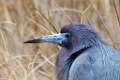 279: Heron - Little Blue M2