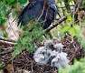 281: Heron - Little Blue M4 Chicks