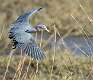 284: Heron - Little Blue-3