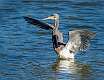 285: Heron - Tri-color-1