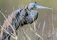 286: Heron - Tri-color-2