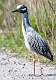 296: Heron - Yellow-Crowned Night-1