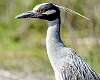 297: Heron - Yellow-Crowned Night-2