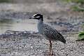 291: Heron - Yellow-crowned Night M1