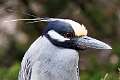 292: Heron - Yellow-crowned Night M2