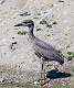 294: Heron - Yellow-crowned Night M4 Juvenile