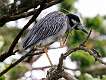 295: Heron - Yellow-crowned Night M5